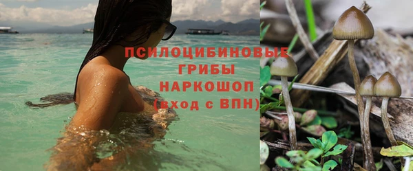 дмт Богданович